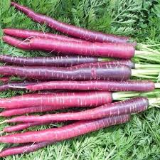 300 Seeds Cosmic Purple Carrot (Daucus carota)