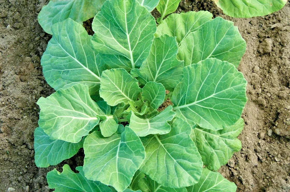 Champion Collard Greens Seeds - 100 Seeds