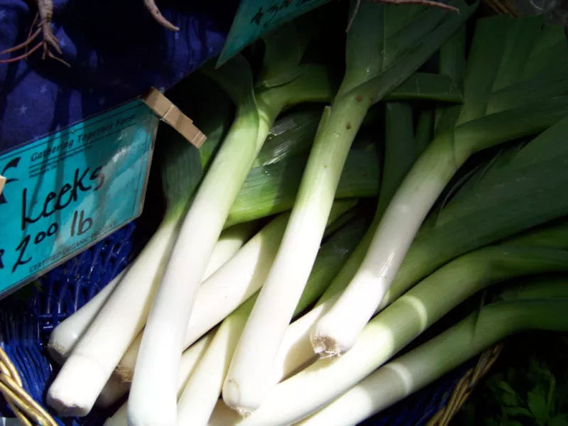 400 Seeds - Large American Flag Leeks - Allium ampeloprasum -