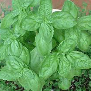 Herbs & Spices