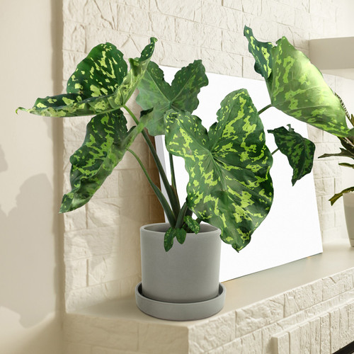 House Plants
