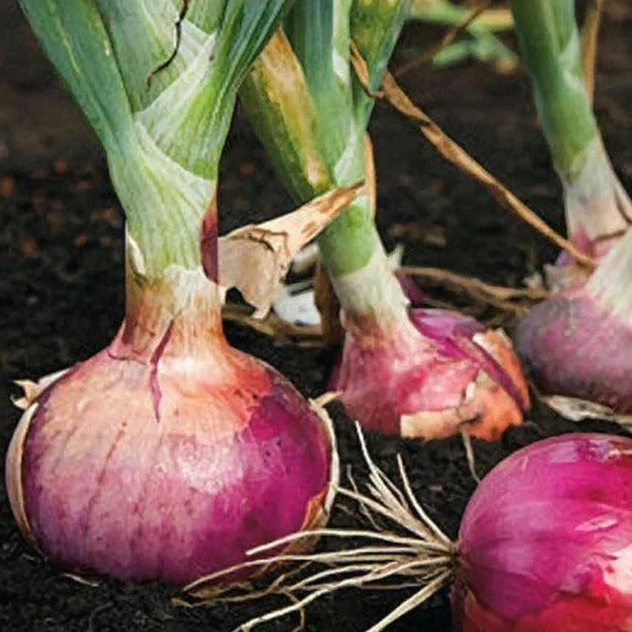 Onions