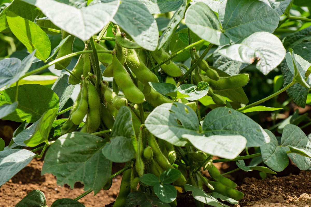 Edamame Seeds (Soybean)