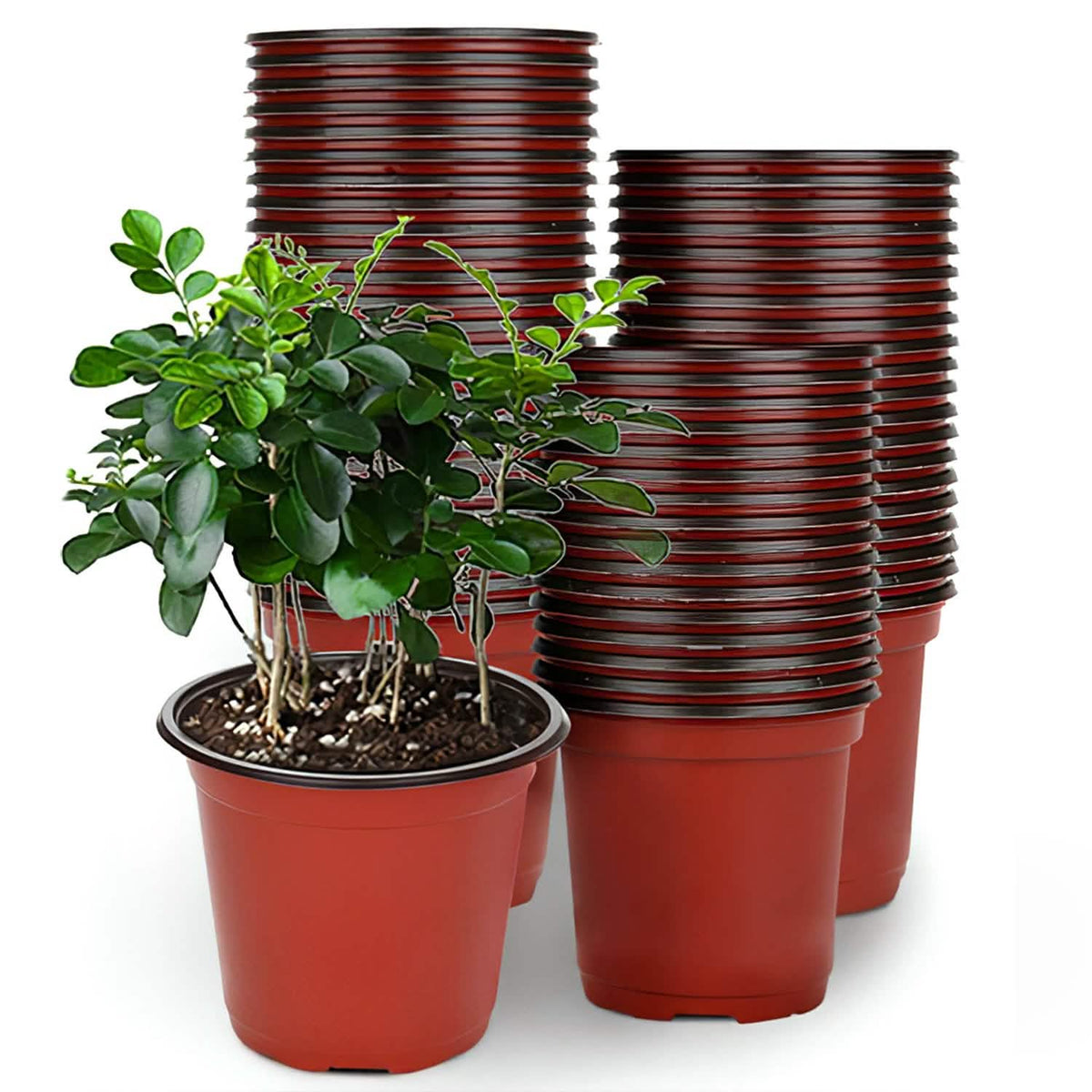 plastic free plant nursery 100-Piece: Plastic Plant Nursery Pots – The Bloom Society