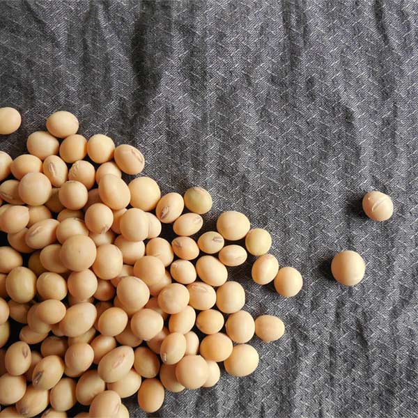 Edamame Seeds (Soybean)