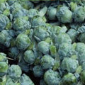 BRUSSEL SPROUT Seeds, Long Island