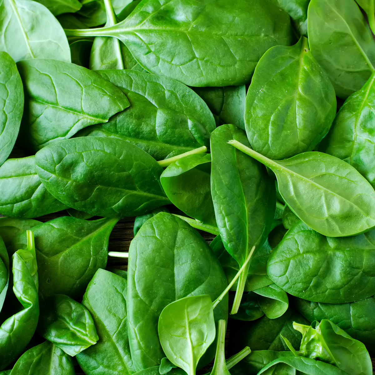 Spinach Seeds