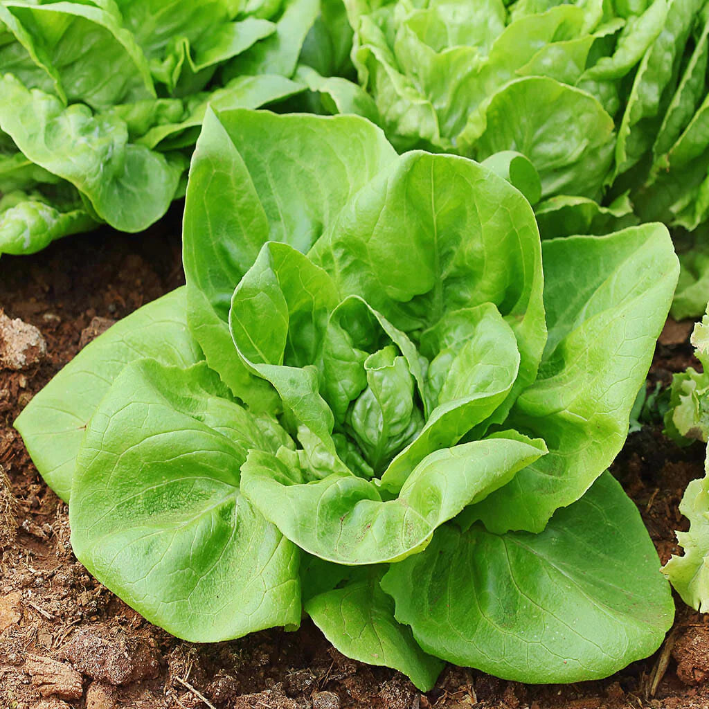 Buttercrunch Lettuce – 500 Seeds