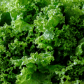 Mustard Greens Seeds