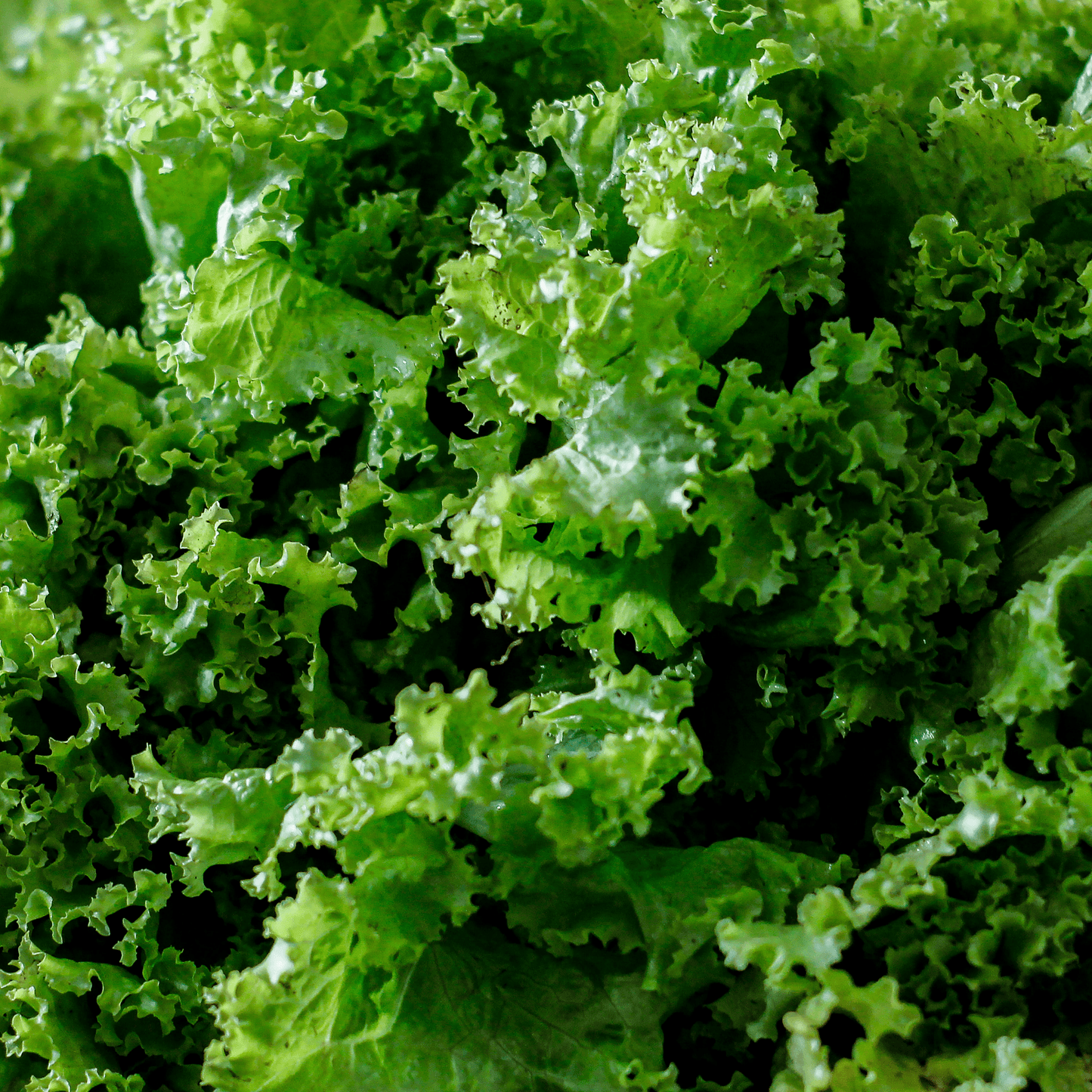 Mustard Greens Seeds
