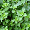 Italian Oregano Seeds