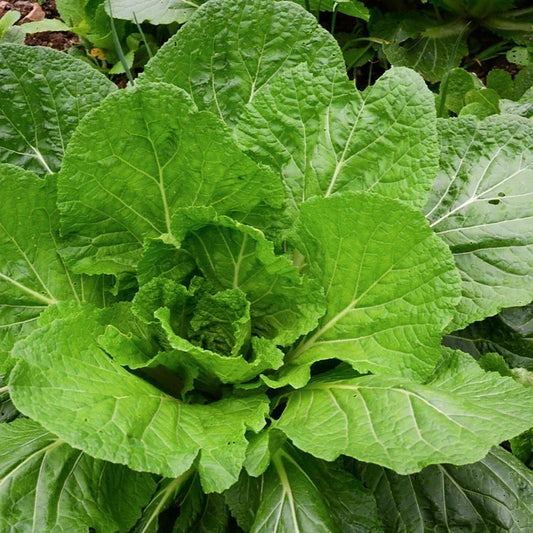 Florida Broadleaf Mustard Green Seeds - 600+ Count - (Brassica juncea)