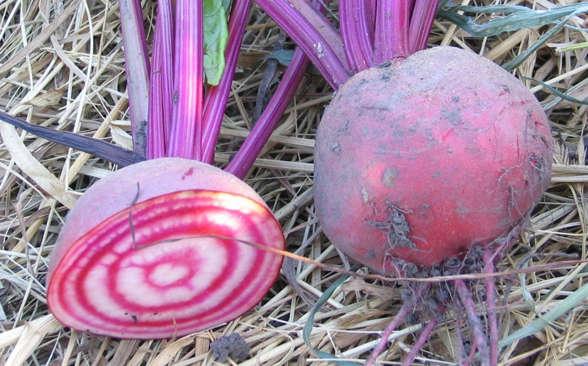 Candy Cane Beet Seeds - Heirloom Variety, 50 Seeds