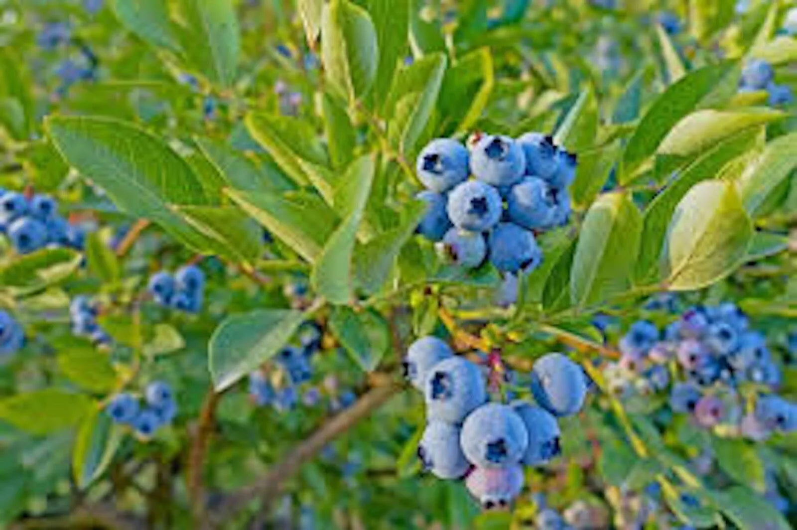 Dwarf Blueberry Plant - 4-6 Inch Top Hat Blueberry Bush - Edible Fruit - Vaccinium angustifolium Starter Plant