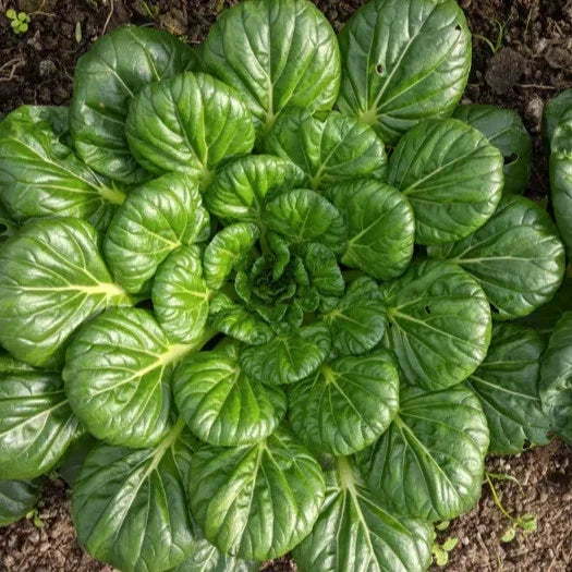 Tatsoi Mustard Green Seeds - Asian Greens Variety - Brassica