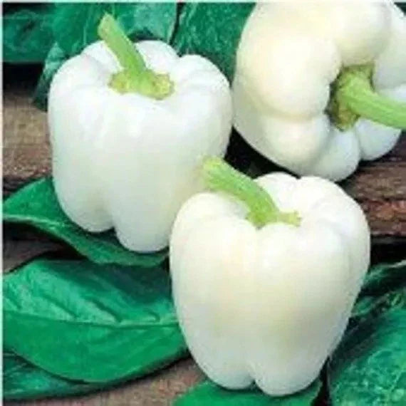 White Bell Pepper Seeds - 120+ Heirloom Organic Non-GMO - Rare Variety