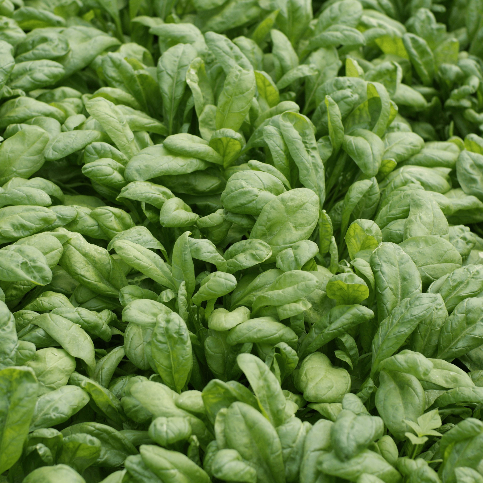 Spinach Seeds